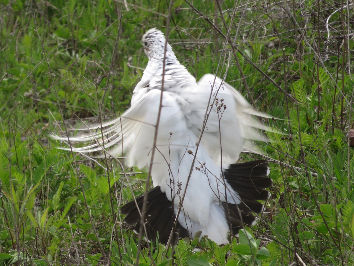 Willow Ptarmigan - Dominik Hałas