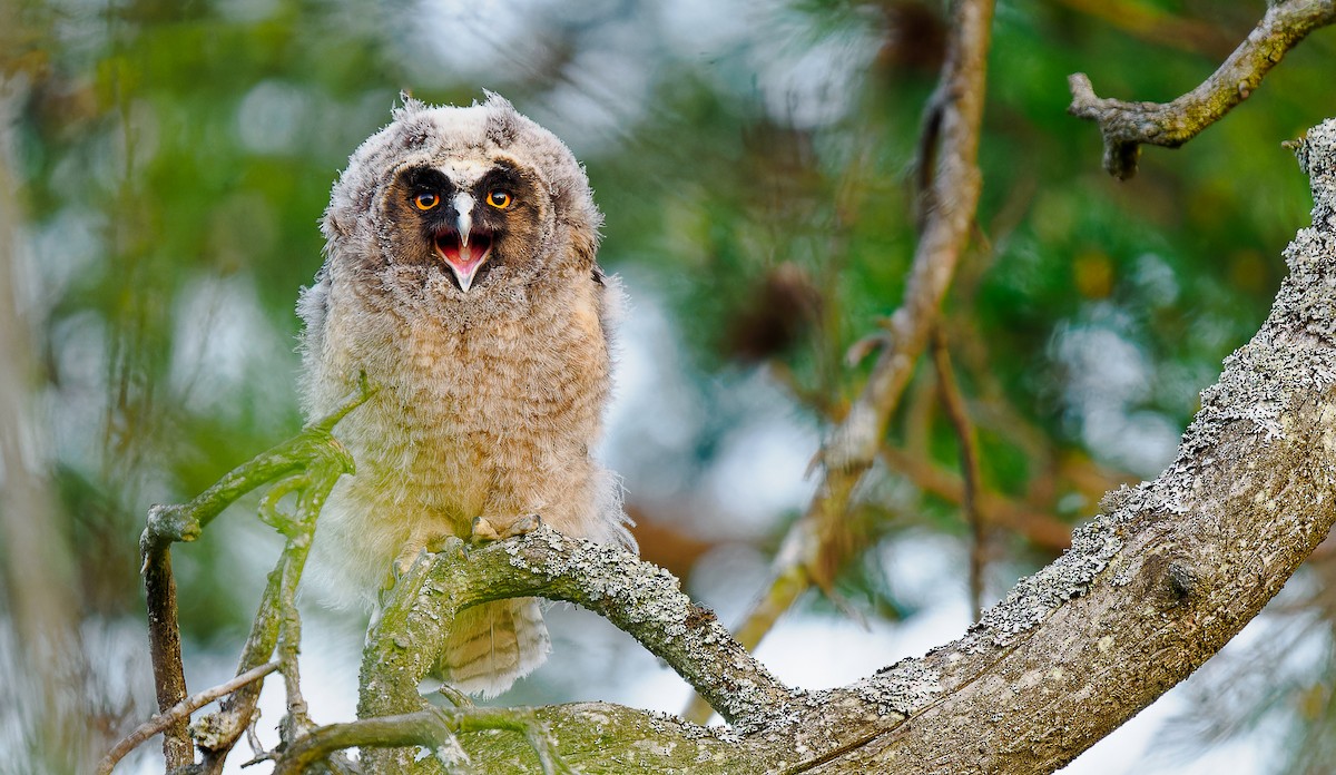 Long-eared Owl - ML578715291