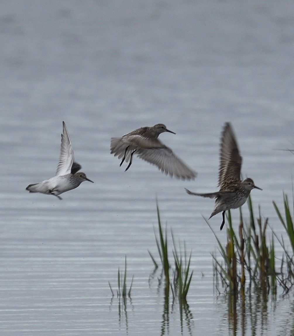 White-rumped Sandpiper - ML578718491