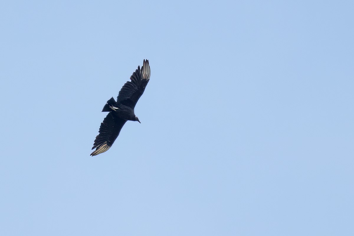 Black Vulture - ML578719951