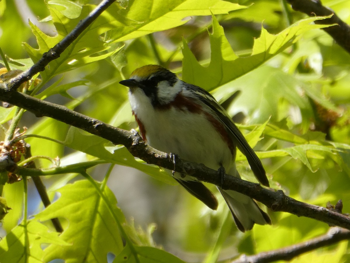 Chestnut-sided Warbler - ML578720821