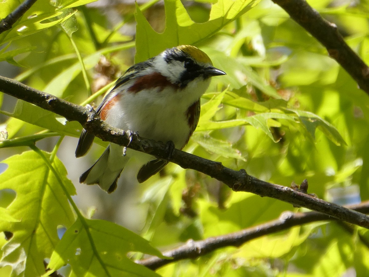 Chestnut-sided Warbler - ML578720831