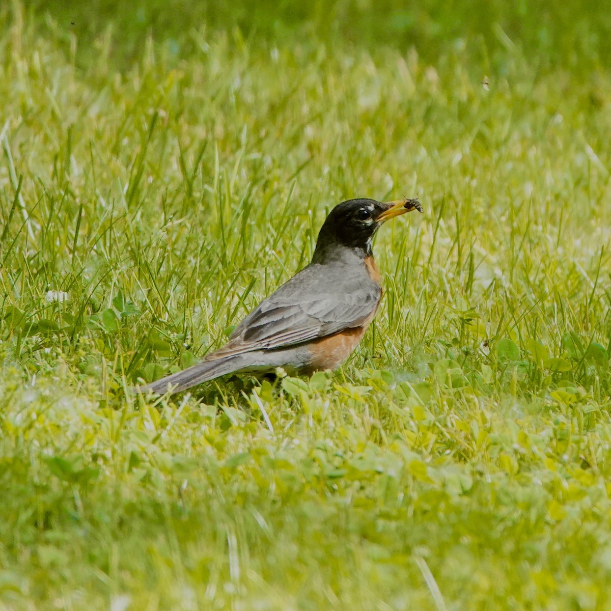 American Robin - ML578720871