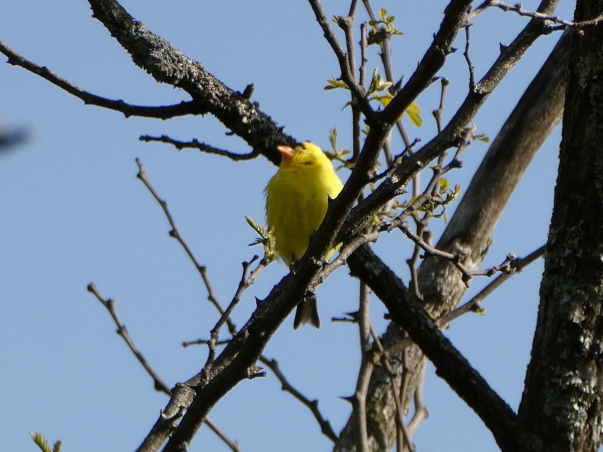 American Goldfinch - ML578721161