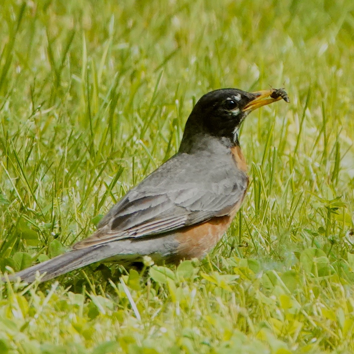 American Robin - ML578721231