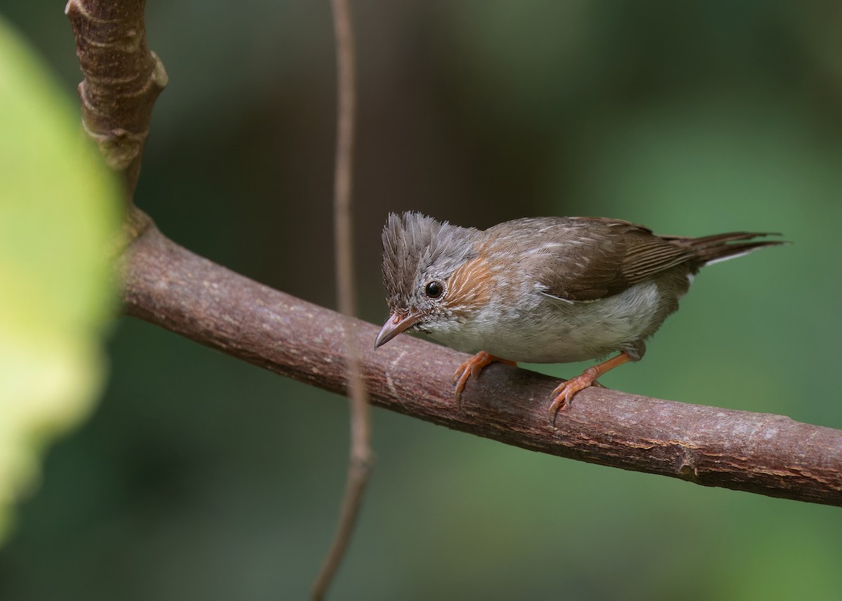 Striated Yuhina - Ayuwat Jearwattanakanok