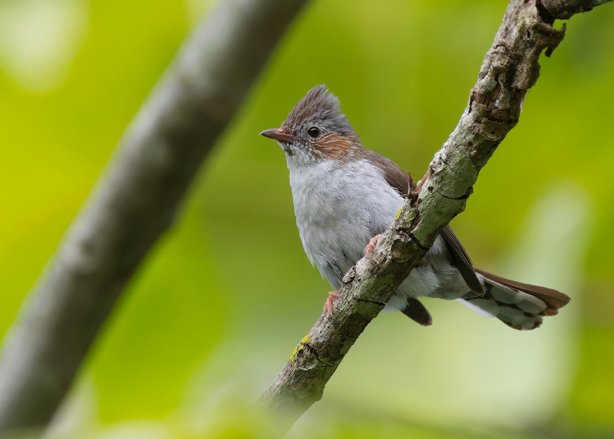 Striated Yuhina - ML578723141