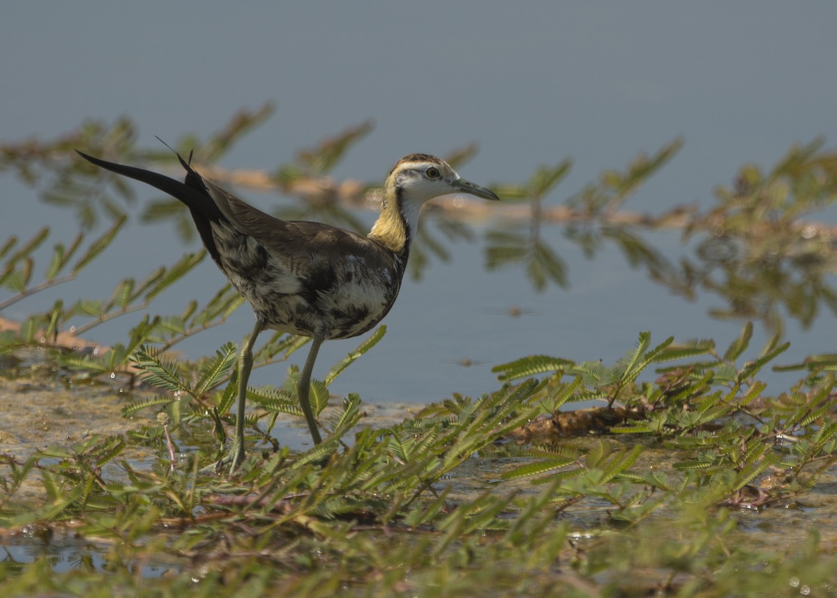 Pheasant-tailed Jacana - ML578724441