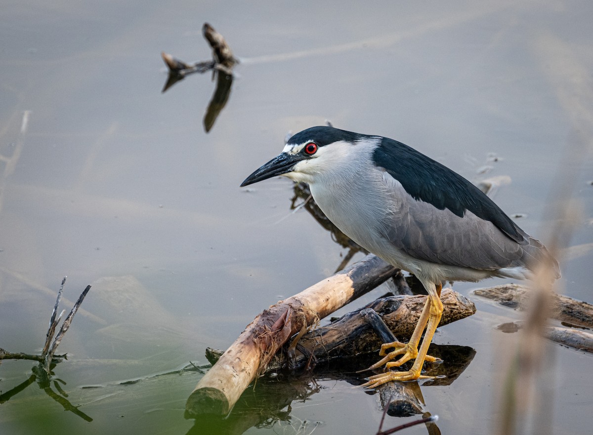Black-crowned Night Heron - ML578724561