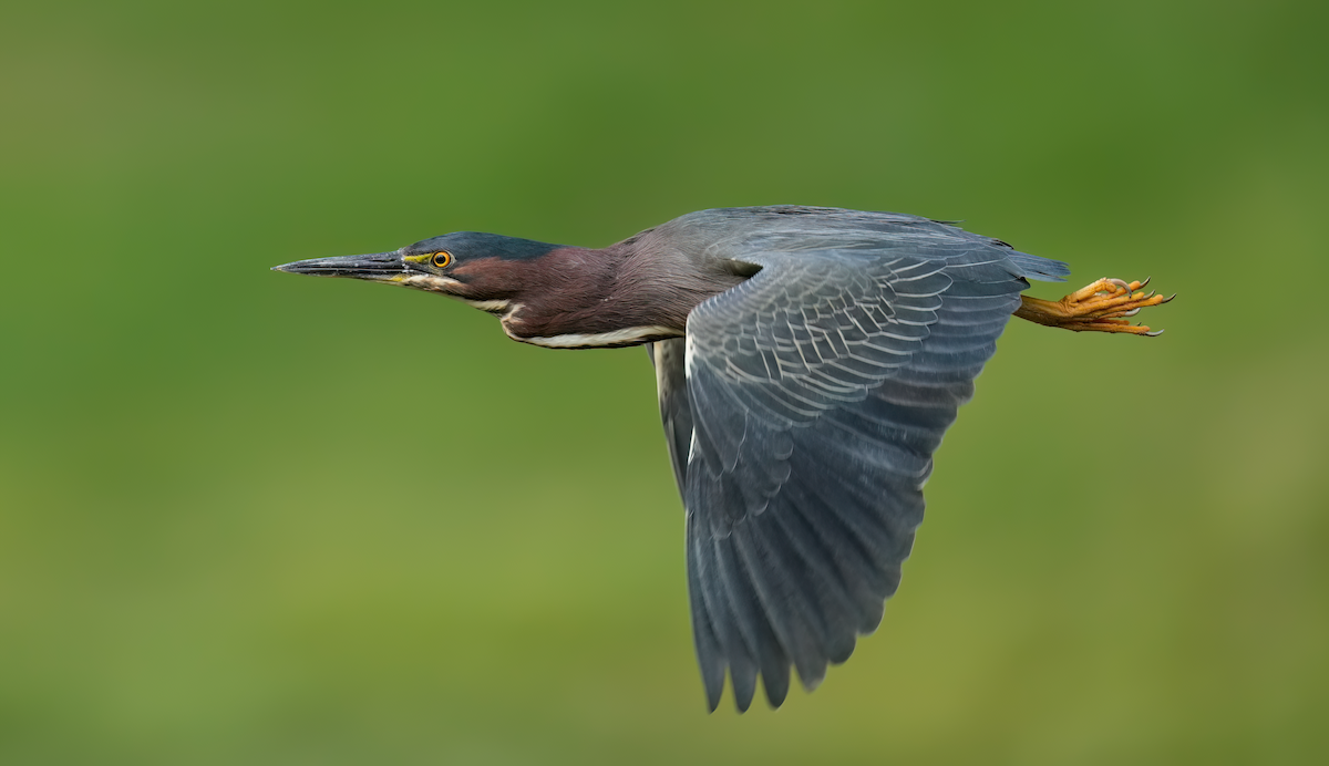 Green Heron - ML578726541