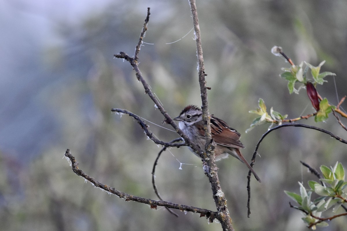 Swamp Sparrow - ML578727351