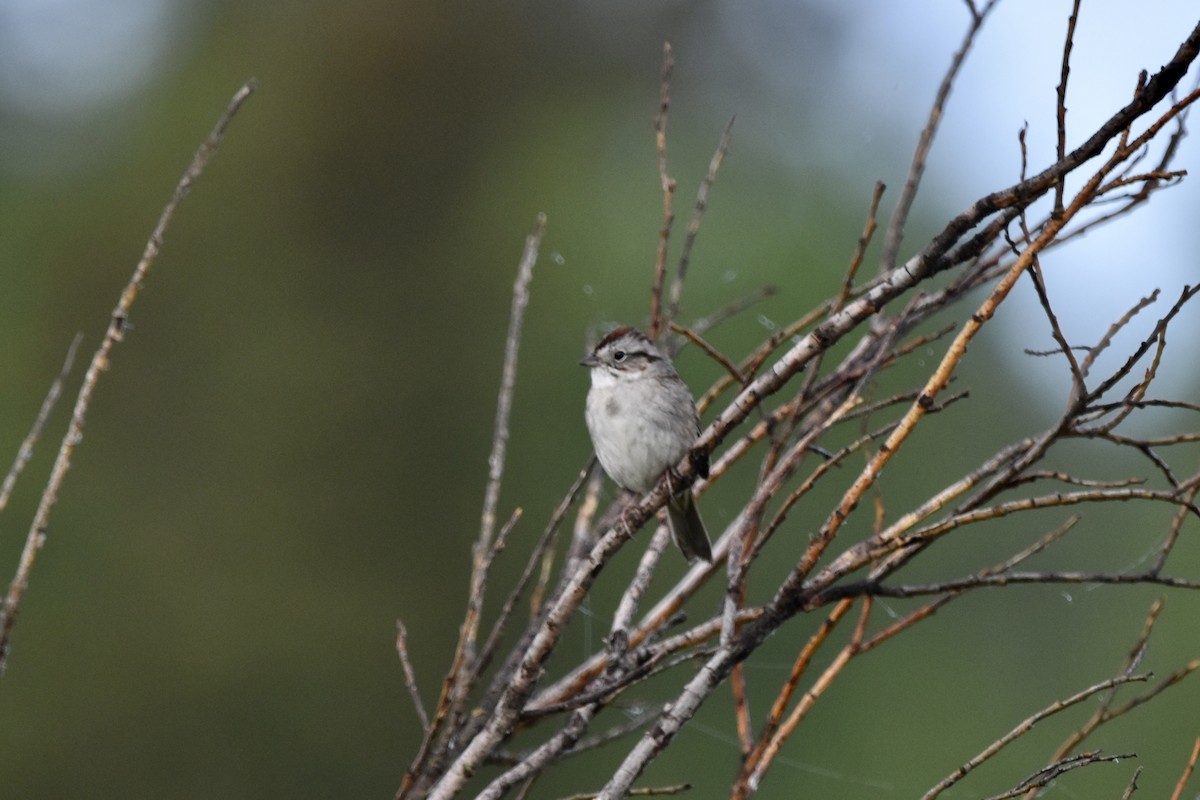 Swamp Sparrow - ML578727451