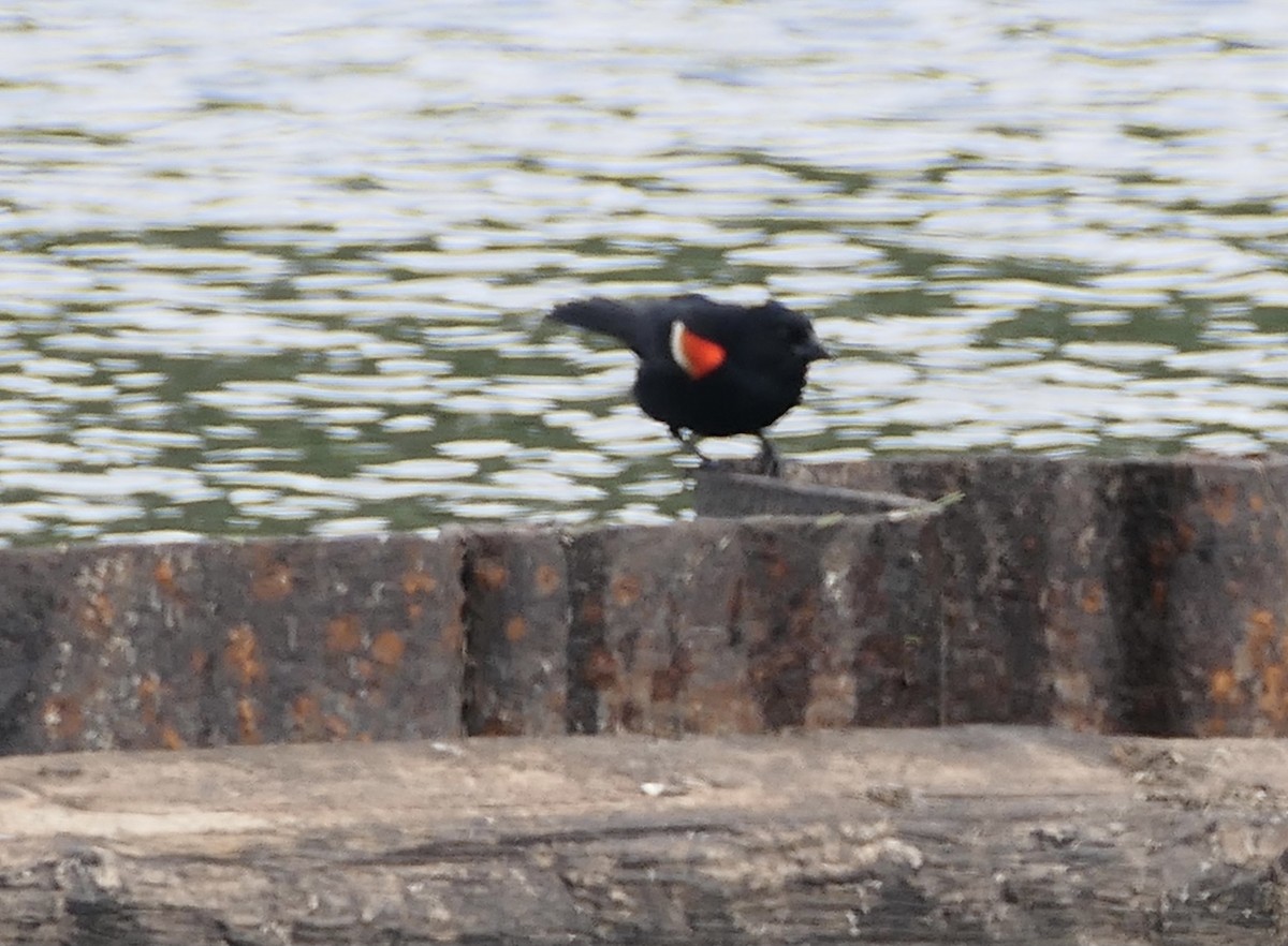 Red-winged Blackbird - ML578729101