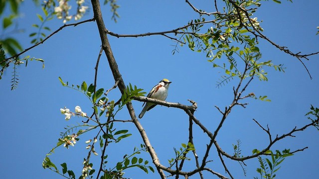 Paruline à flancs marron - ML578729721