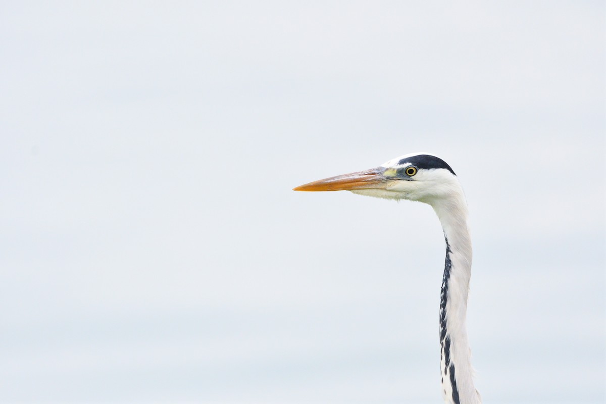 Gray Heron - ML578729811