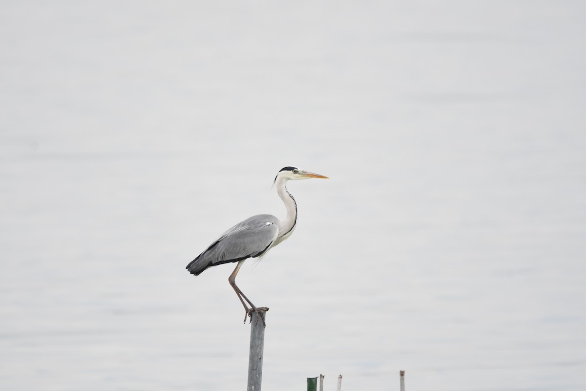 Gray Heron - Alejandro Gómez Vilches