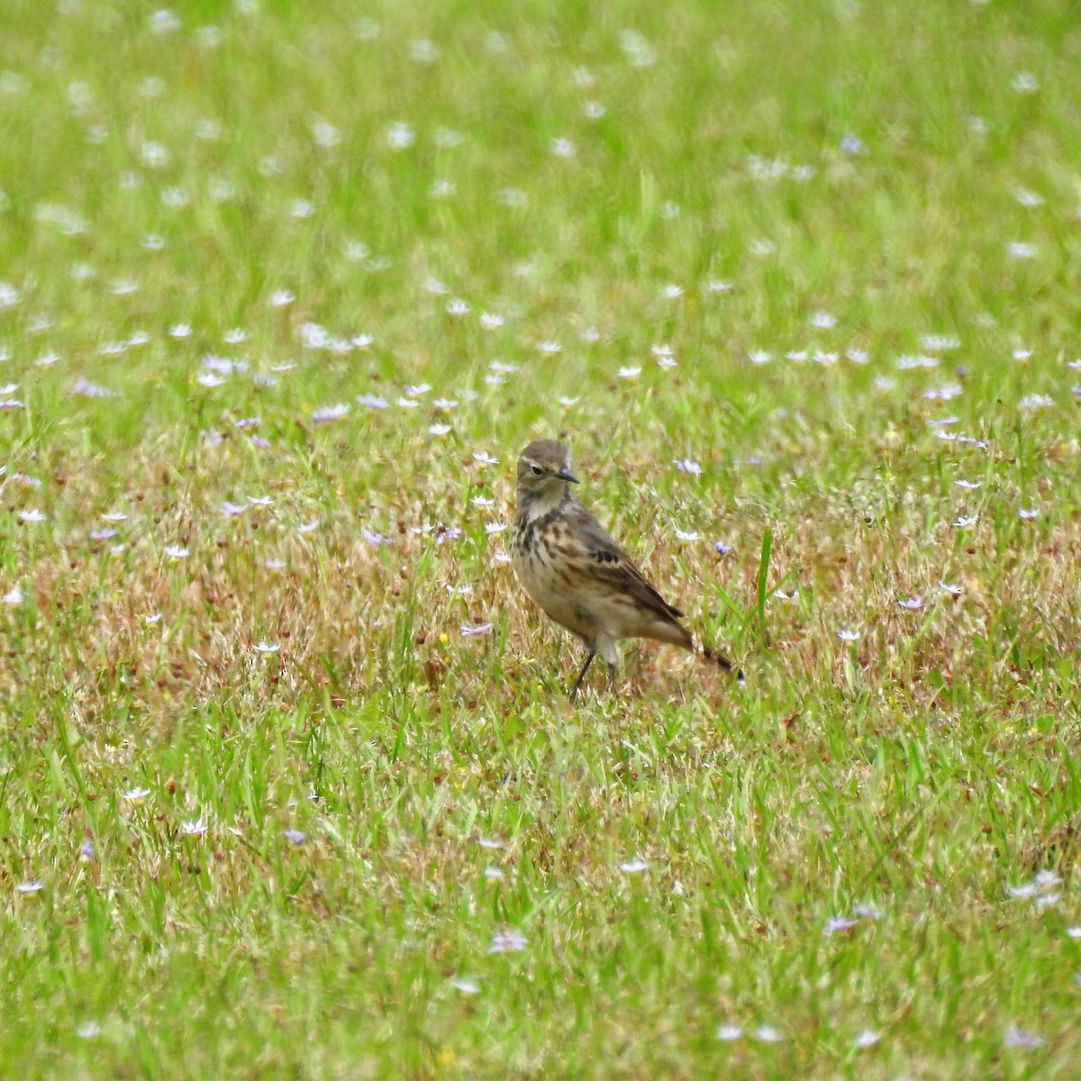 American Pipit - ML578732001