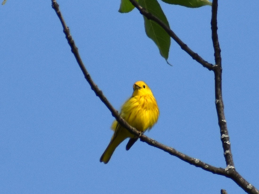 Yellow Warbler - Travis Dale