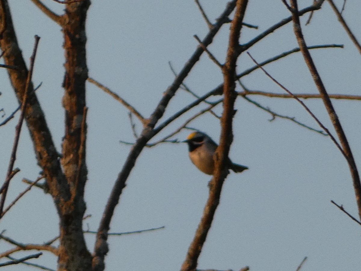 Golden-winged Warbler - ML578732151