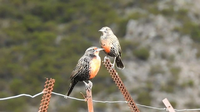 Long-tailed Meadowlark - ML578732341