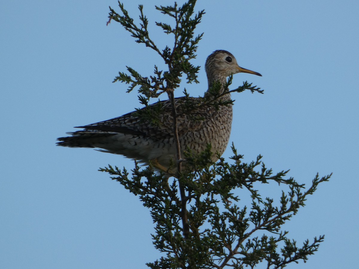 Upland Sandpiper - ML578732391