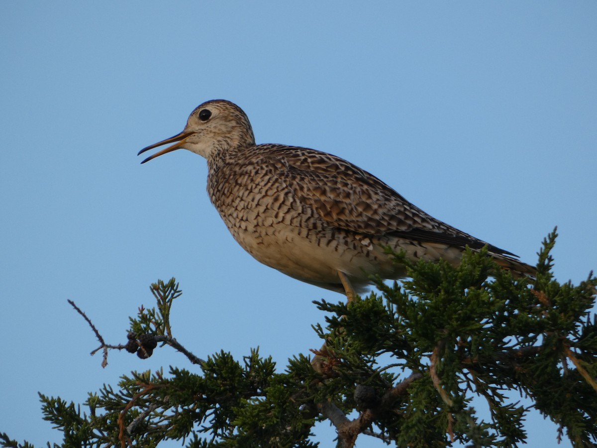 Upland Sandpiper - ML578732411