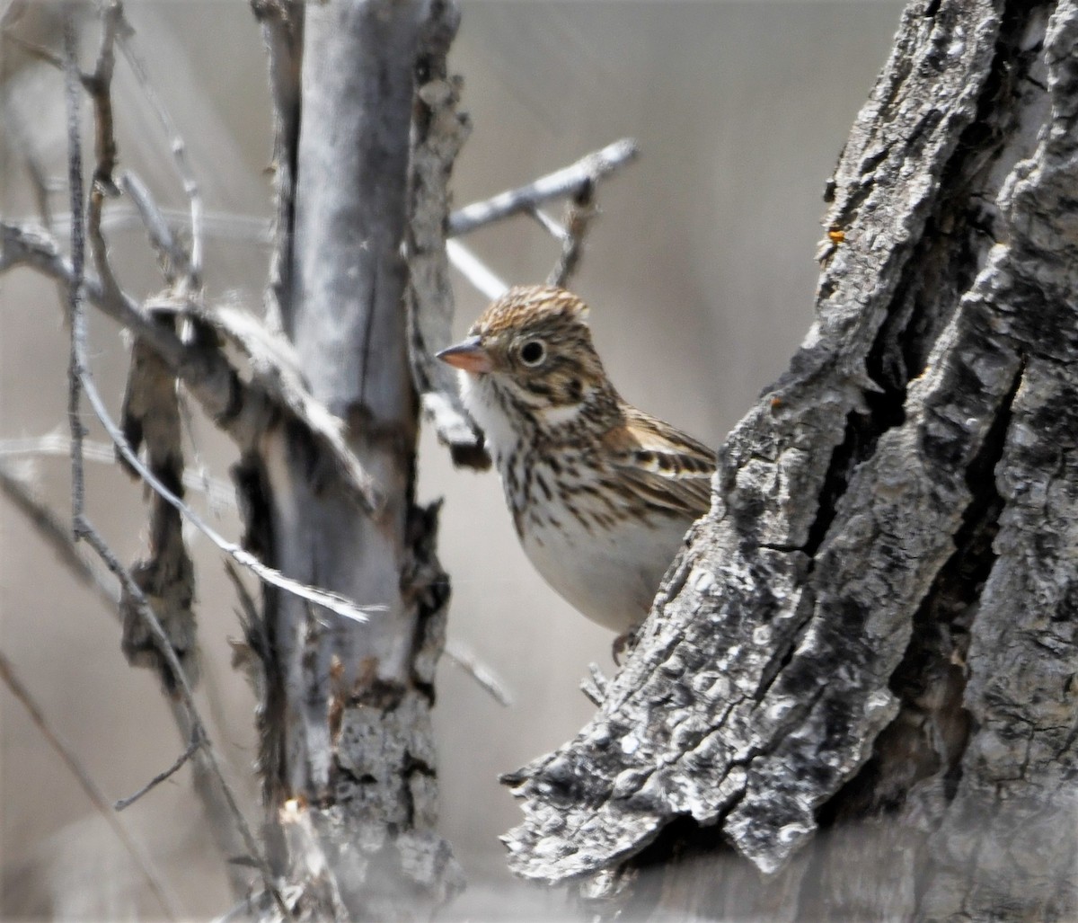 Vesper Sparrow - ML578732761