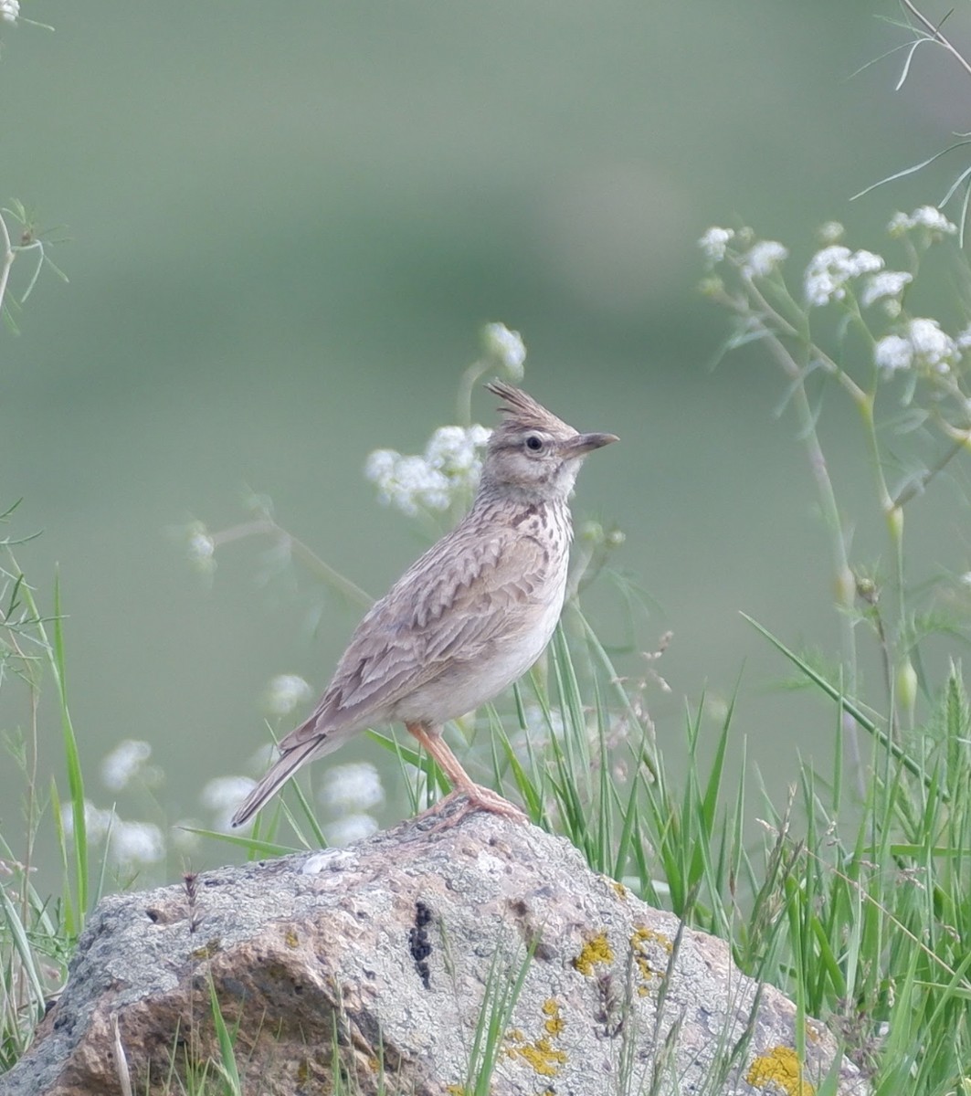 Crested Lark - ML578732771