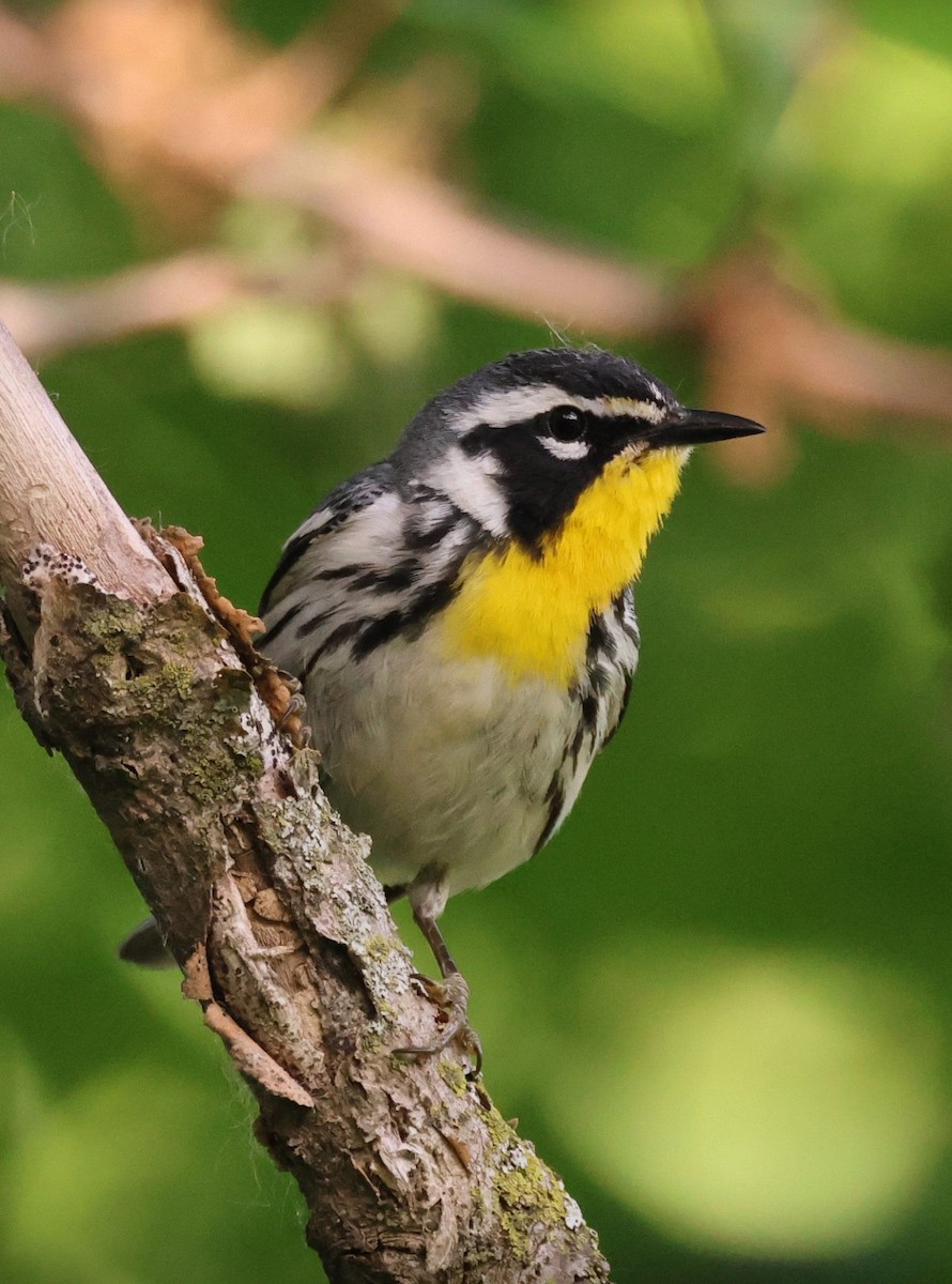 Yellow-throated Warbler - Charlie Arp
