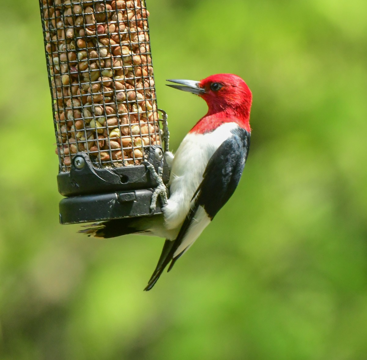 Red-headed Woodpecker - Richard Leonard