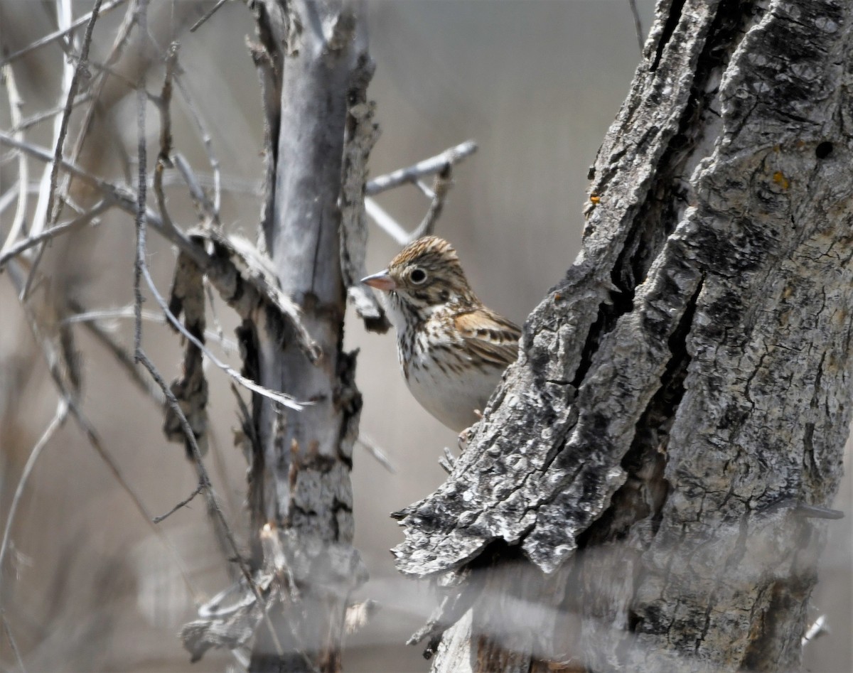 Vesper Sparrow - ML578733191