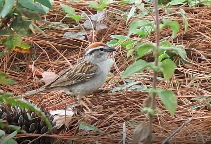 Chipping Sparrow - ML57873321