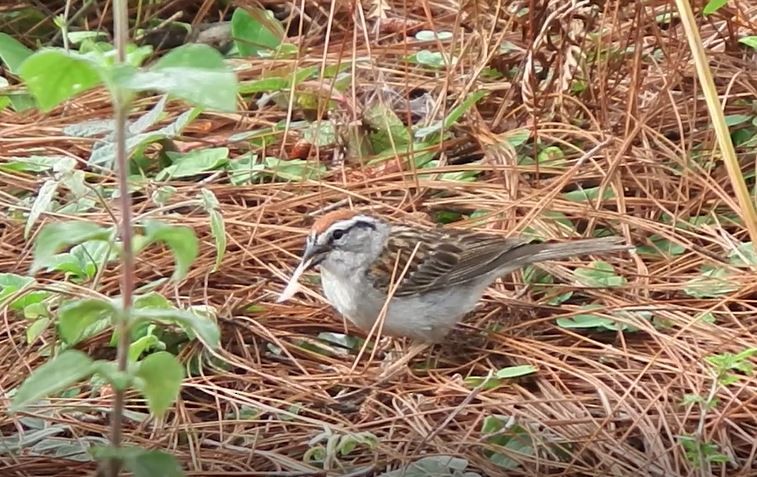 Chipping Sparrow - ML57873331
