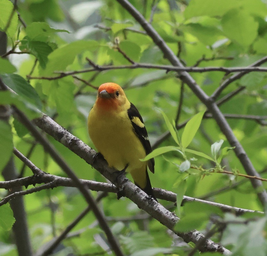 Western Tanager - ML578733441