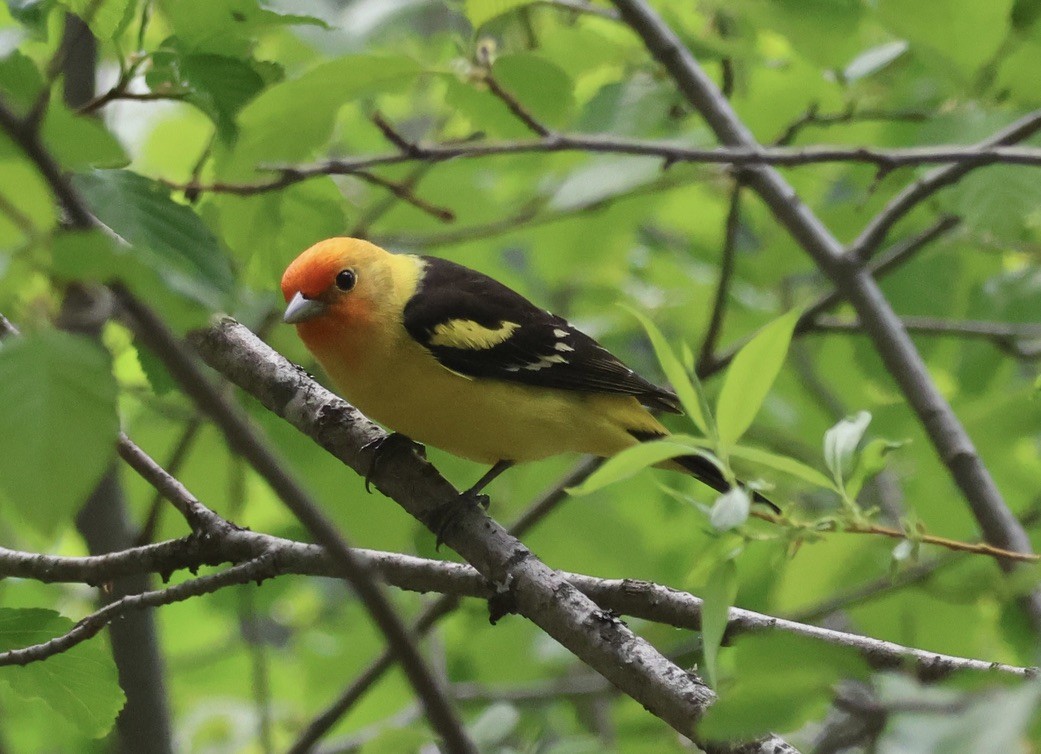 Western Tanager - ML578733461