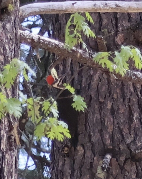 Pileated Woodpecker - ML578733781