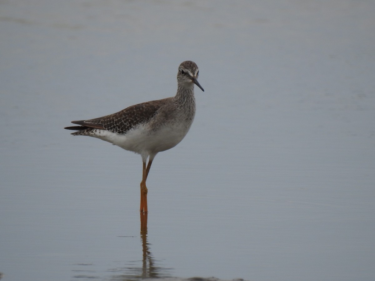 Lesser Yellowlegs - Martín Toledo