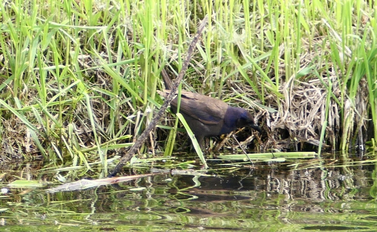 Гракл пурпуровошиїй - ML578734041