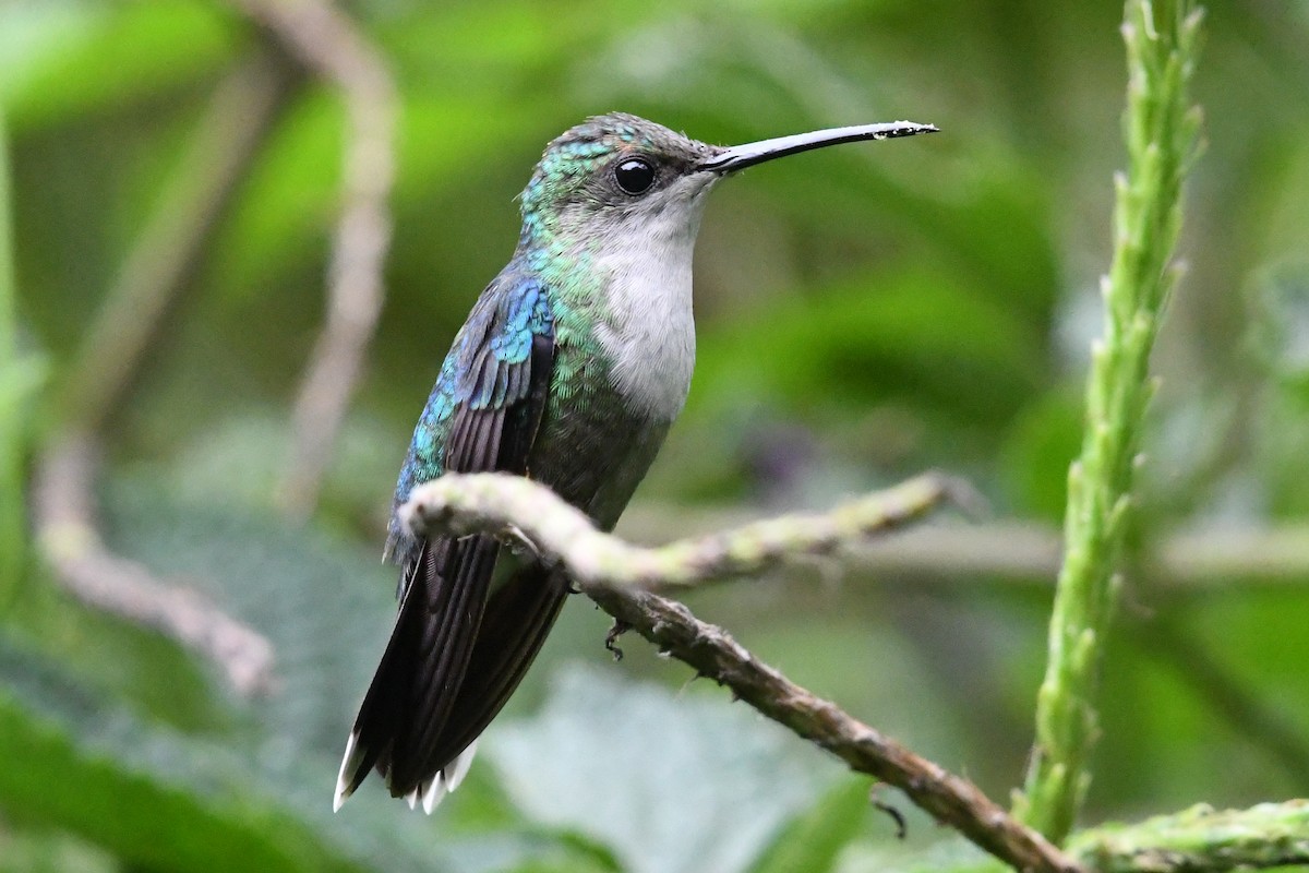 kolibřík vidloocasý - ML578734281