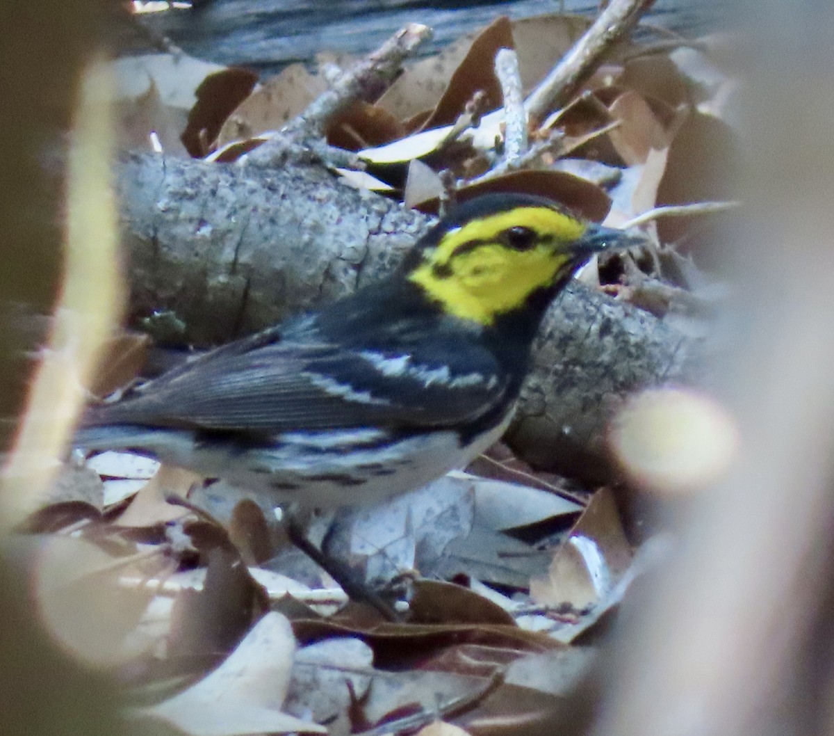 Golden-cheeked Warbler - ML578734331