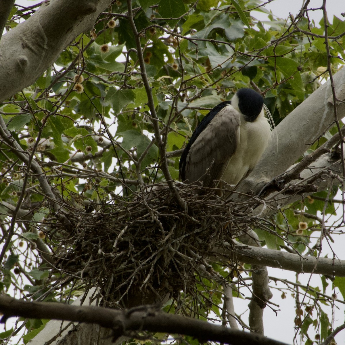 Black-crowned Night Heron - Ryan Ludman