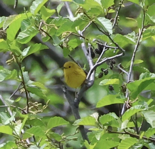 Yellow Warbler - ML578734421