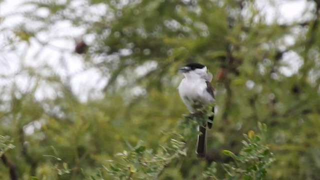 White-naped Xenopsaris - ML578735201