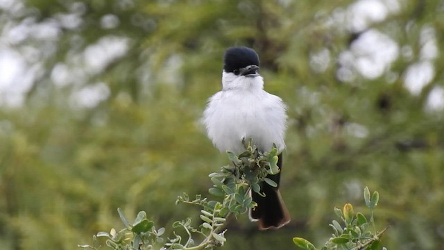 White-naped Xenopsaris - ML578735211