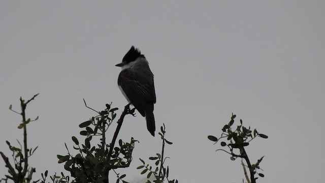 White-naped Xenopsaris - ML578735221