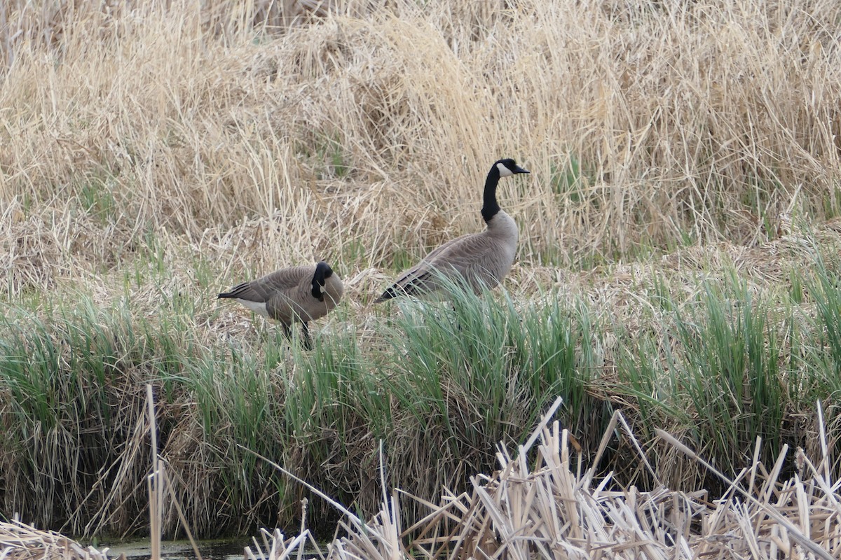 Canada Goose - Nancy Houlihan