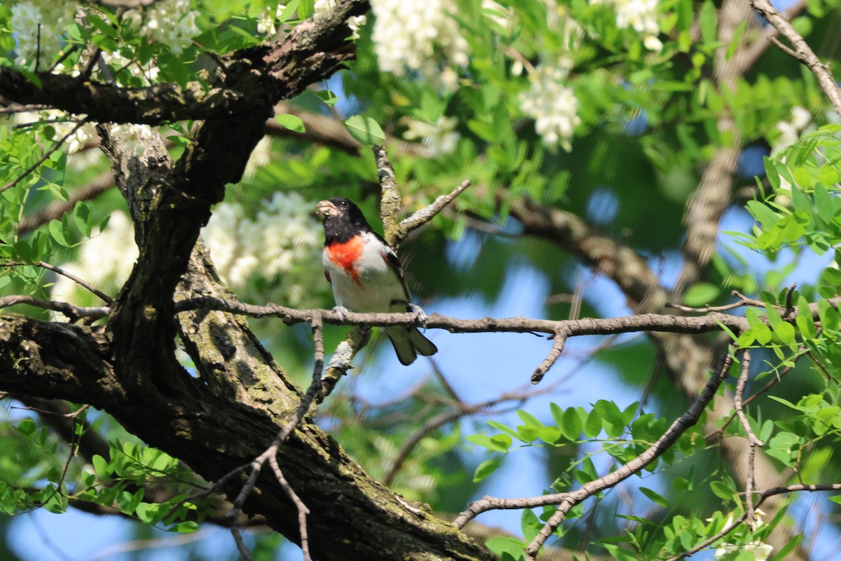 Rose-breasted Grosbeak - ML578735621