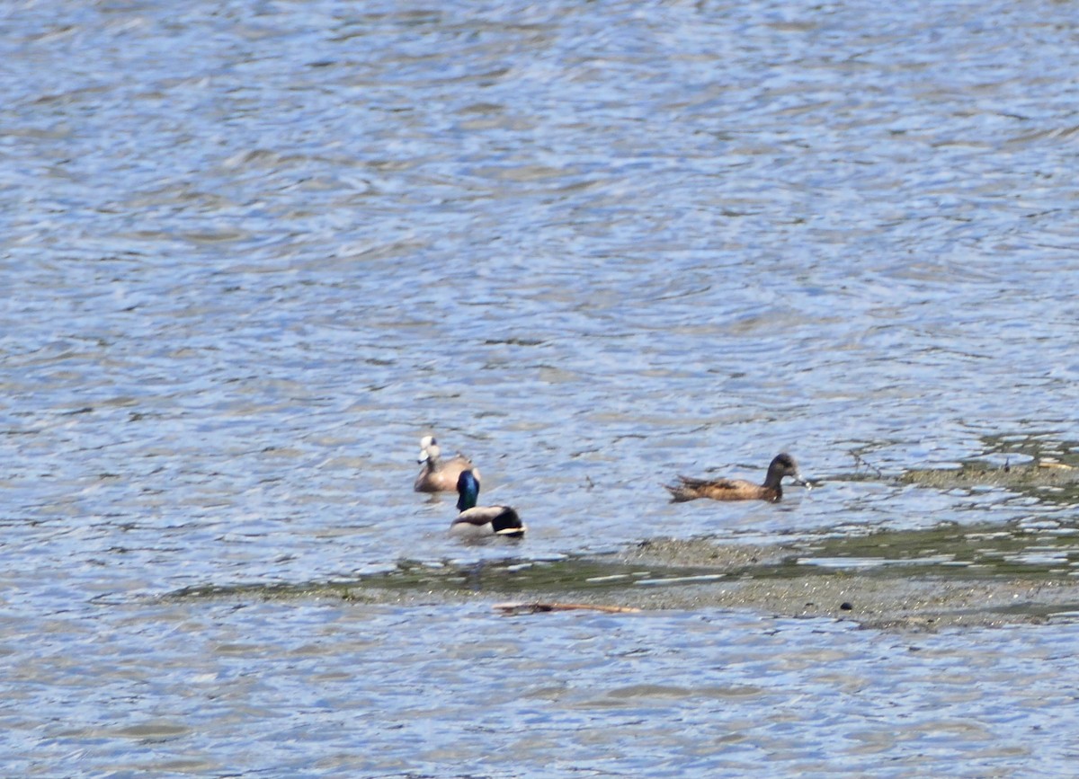 American Wigeon - ML578736251