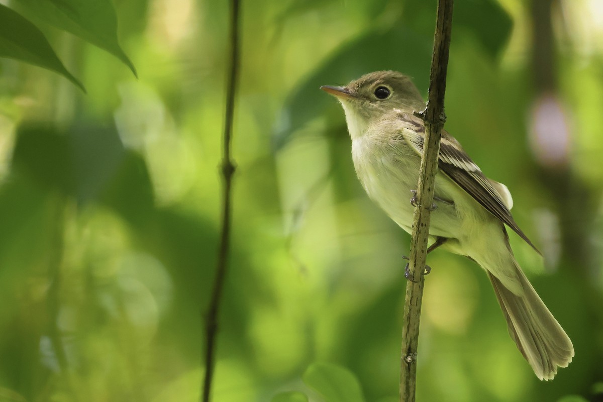 Acadian Flycatcher - ML578736881