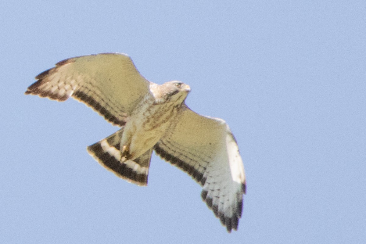 Broad-winged Hawk - ML578738131